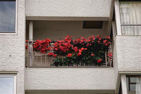 種植教學|園藝入門：新手也輕鬆種起來的最簡單蔬菜指南 